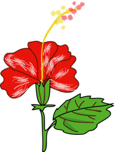 Red Hibiscus With Leaf Clip Art